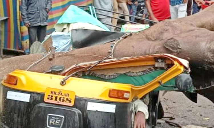 Latur News | Rickshaw driver killed as tree crashes over auto-rickshaw, one injured
