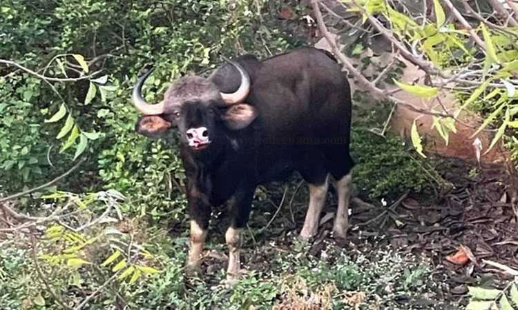 Bison’s death in Pune: Bombay High Court issues notice to forest department and Pune police chief