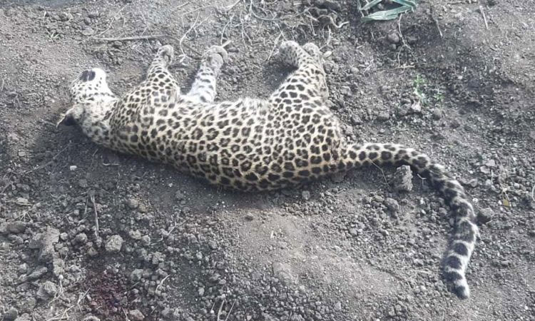 Female leopard dies during fight with another leopard; villager witnesses incident
