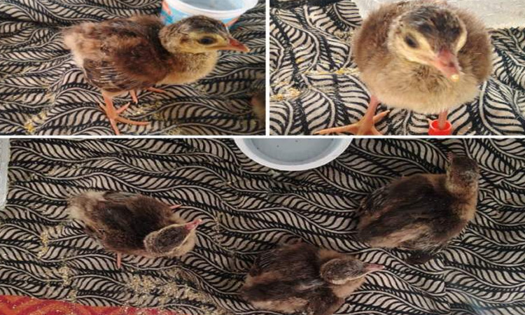 NGO saves peahen | Pune-based NGO saves peahen hatchlings in a first-of-its-kind experiment in the world