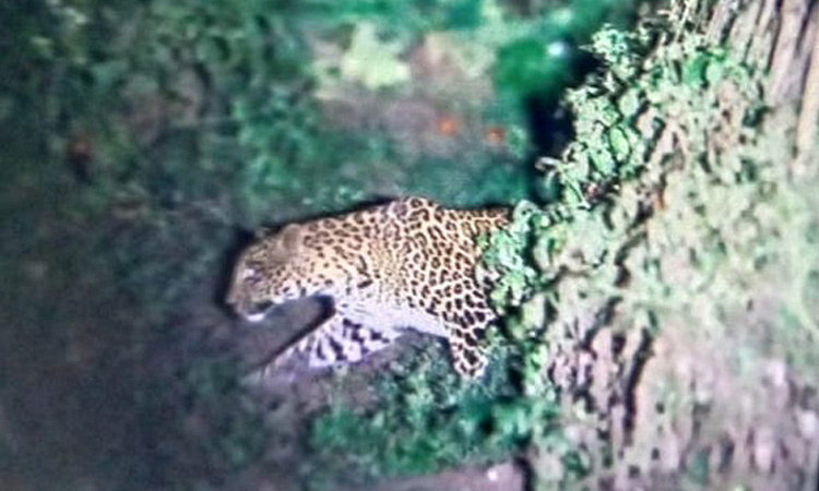 Pune | Leopards cause panic in area between Dive Ghat and Kanifnath Hill
