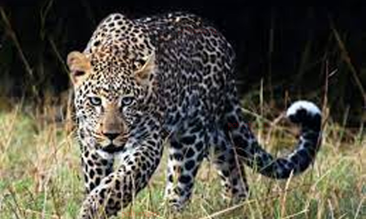 Pune | Woman injured in a leopard attack in Junnar