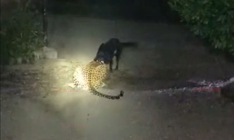 Pune | Dog chases away leopard at Landewadi in Ambegaon taluka
