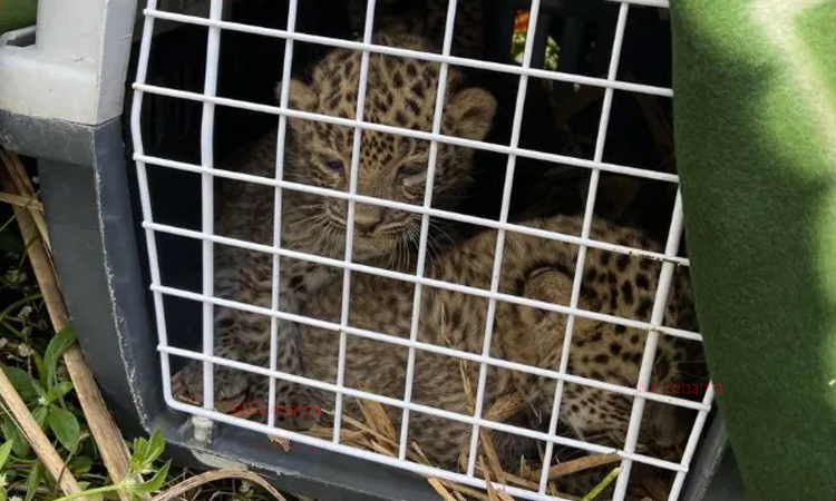 Pune News | Three leopard cubs found in sugarcane field at Nere, Mulshi