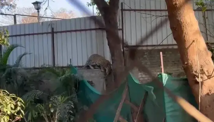 Leopard In Pune | Leopard which had entered New Ahire village of Warje Malwadi tranquilised after two hours