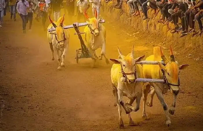 Supreme Court On Maharashtra Bull Cart Racing | Supreme Court allows holding of bullock cart races in Maharashtra, Jallikattu in Tamil Nadu and Kambala in Karnataka