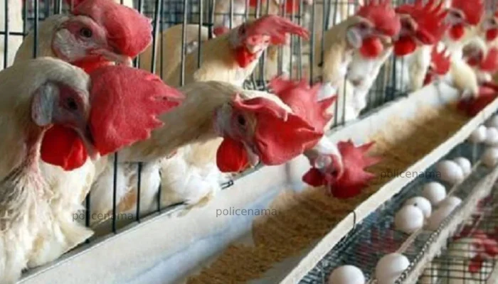 Chicken & Eggs Price Increased | Prices of chicken and eggs increase due to Ashadh