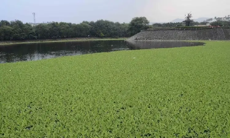 Pune PMC News | Residents Disturbed by Mosquito Infestation Linked to Hyacinth Spread in Katraj Lake