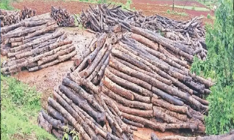 Pune News | Illegal Teak Tree Felling in Rajewadi Raises Environmental Concerns