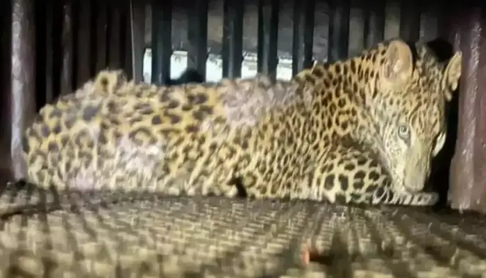 Leopard In Pune | Leopard enters house in Adivasi area of Ambegaon taluka; Women free themselves from its clutches