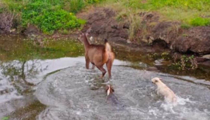 Pune News: Deer attacked by a herd of dogs, died