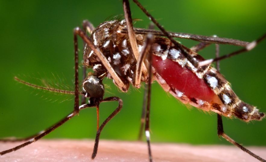 zika-virus-another-crisis-on-maharashtra-after-corona-tension-due-to-79-villages-of-pune-district-administration-alert