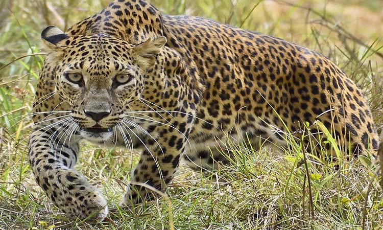 Pune News | 60 years old woman killed in leopard attack at rajgurunagar