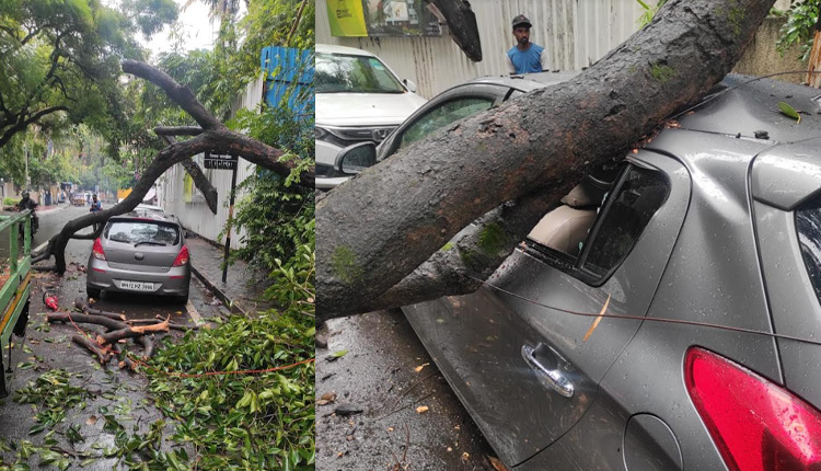 Tree Falling Incident | 8 incidents of tree falling in Pune city 