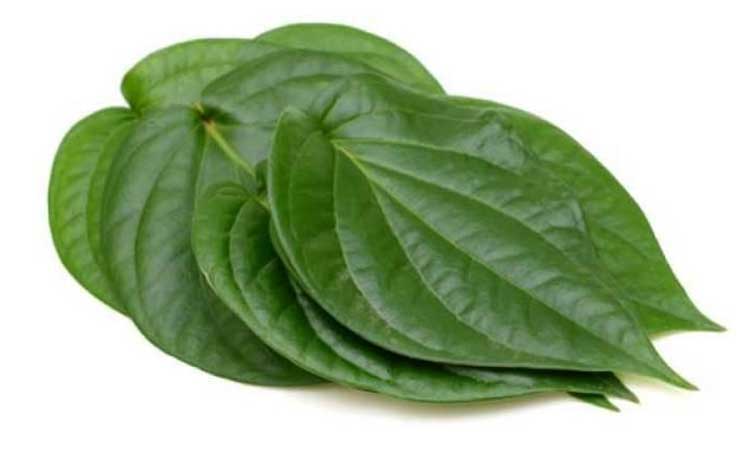 Betel-leaf