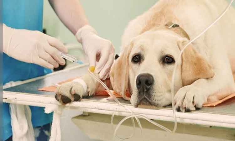 dogs-on-dialysis