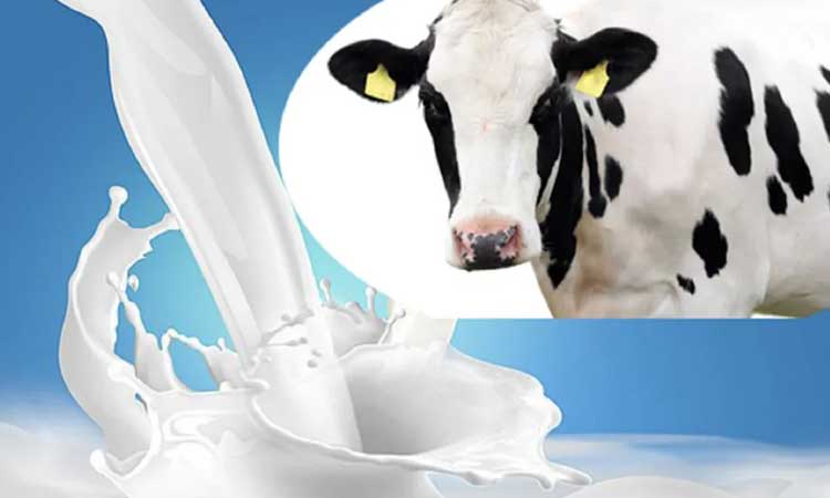 cow-milk