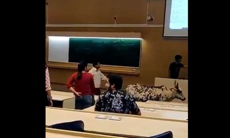 cow in classroom