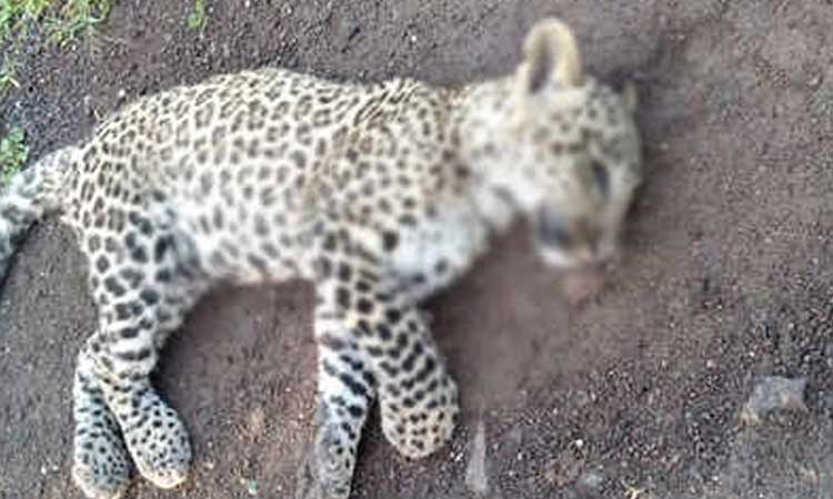 baby-leopard