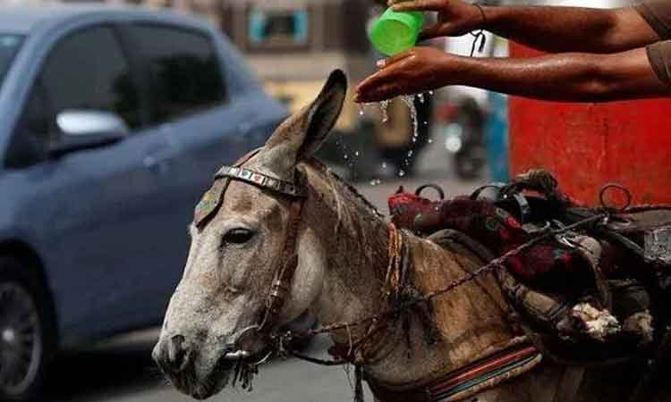 Donkey-Fair-in-Pakistan
