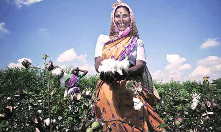 Purchase Of Cotton Seeds maharashtra government has good news for cotton farmers ban on purchase of cotton seeds lifted