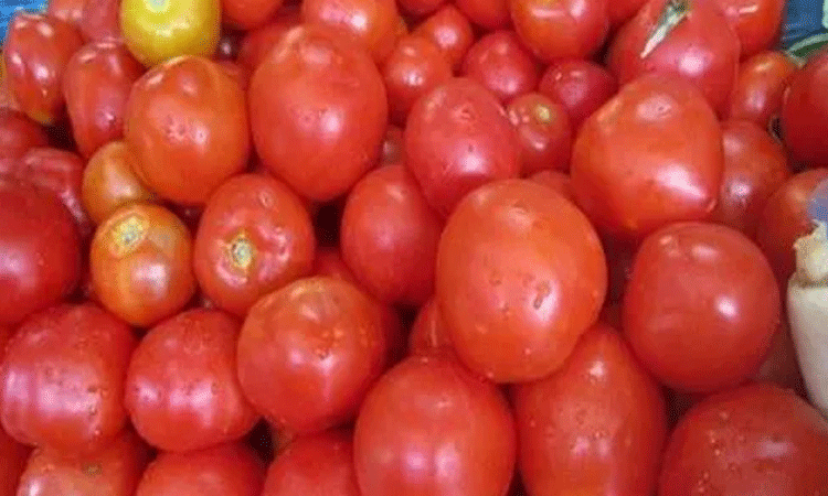 tomato-virus