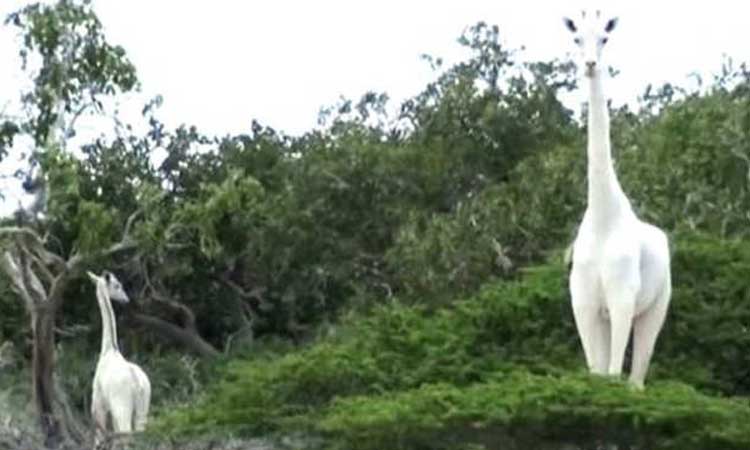 white giraffe