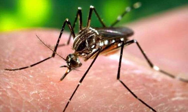 Dengue | dengue cases are rising in india this are severe symptoms
