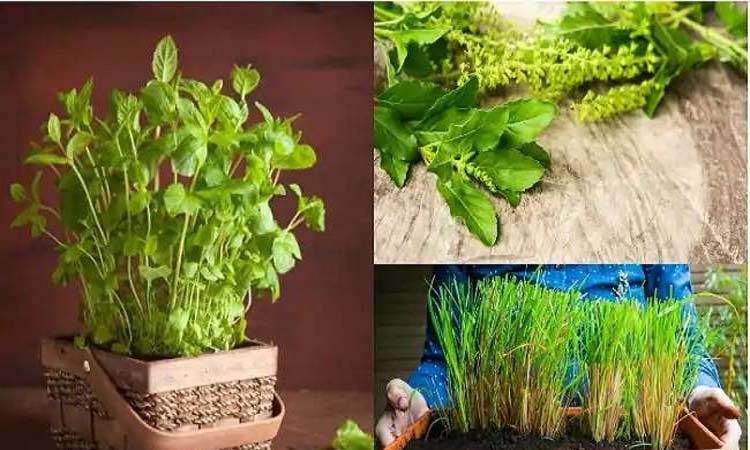 health five medicinal herbs