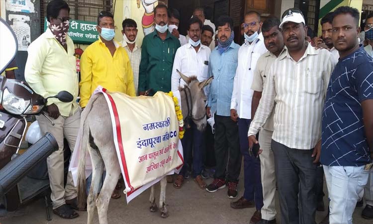 When will the indifferent Indapur Municipal Council get the chief minister ?, Bahujan Mukti Party's agitation with donkey