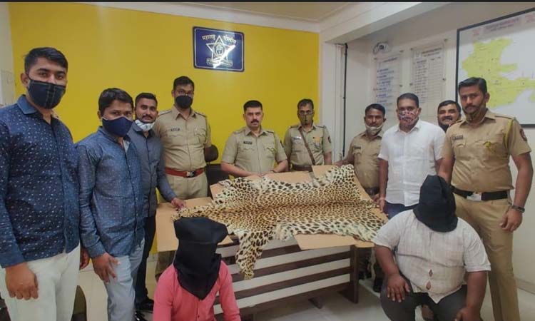 Big action of Shikrapur police Two arrested for smuggling leopard skin