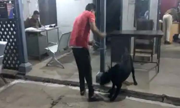 hoshangabad dna test in hyderabad determined dog owner