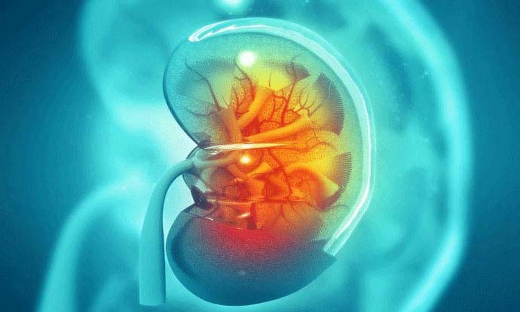 About 30% of diabetic patients have future kidney problems