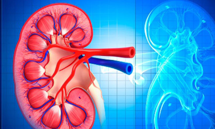 world kidney day everything you need to know about kidney failure