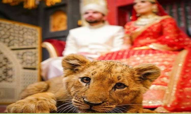pakistani couple wedding photoshoot with lion cub photos and videos goes to viral