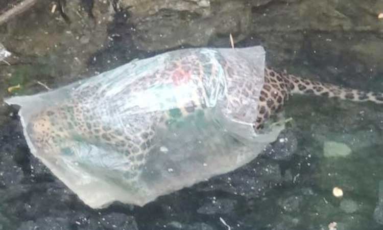 leopard died after suffocating plastic bag incidents narayangaon area