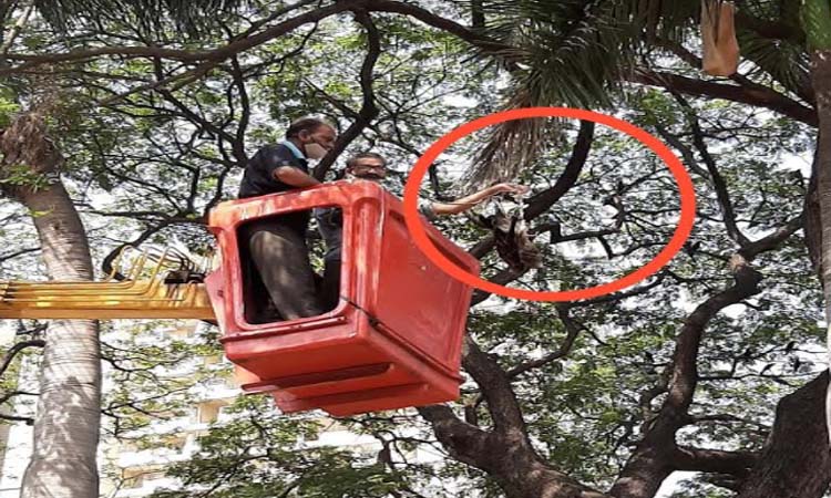 Pune: Injured eagle, who was flying high in the sky, got life due to Watchman in the park