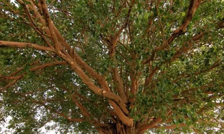 these 6 trees that generate most oxygen in india