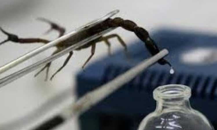 world most expensive liquid scorpion venom their poison cures many diseases