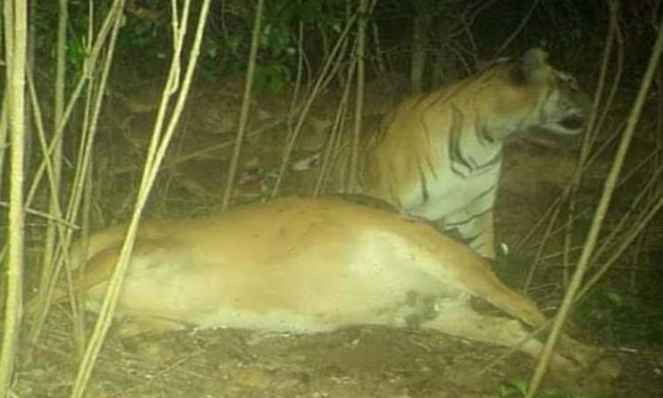 Patteri tiger sighting in Amboli! Capture of tigers in a camera set up by the forest department