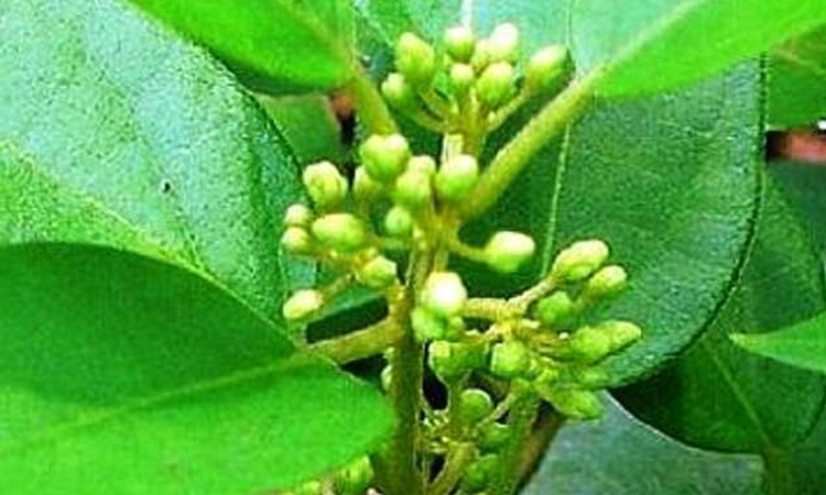 health gymnema sylvestre leaves is medicine for diabetes patients to control blood sugar