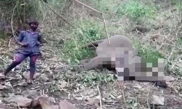 18 elephants found dead in Assam’s Nagaon
