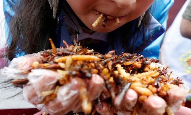 cambridge university scientists claims of food shortages soon people to eat larvae maggots to survive