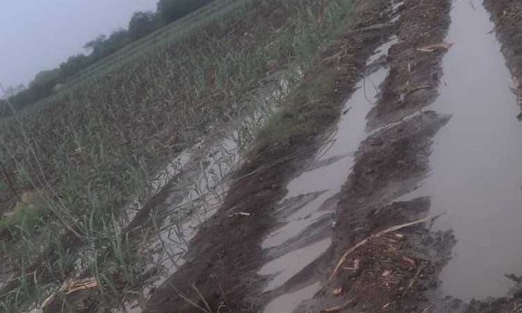 Pune Rains lash Urulikanchan area Damage to vegetables sugarcane mangoes fall of trees