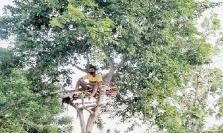 What do you say! Yes, since there is no space for isolation in the house, the young man spent 11 days on a tree
