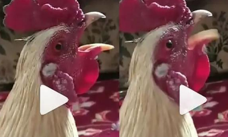 Surprise! The rooster crowed Allah Allah, Ramadan Eid Video Viral (Video)