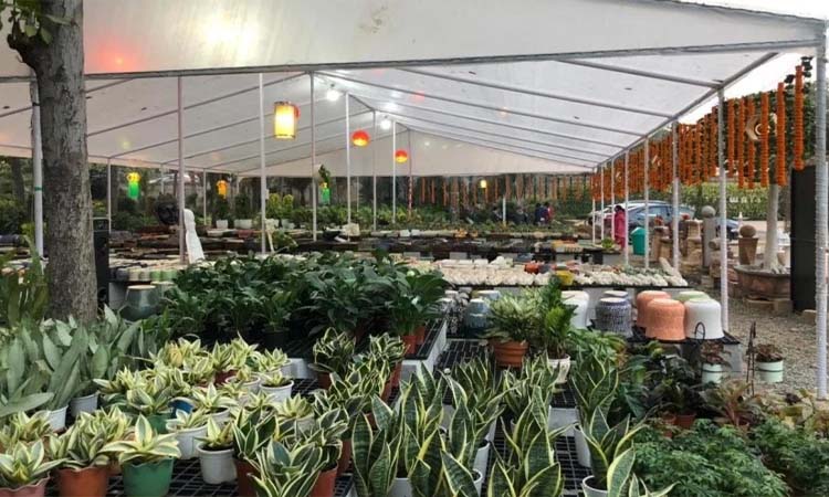 people are buying indoor oxygen plants from nurseries during corona period
