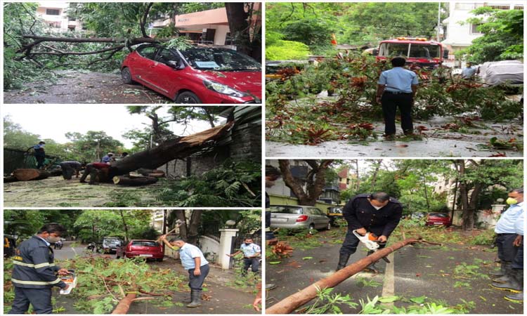 Pune: 55 incidents of tree felling in Pune city in last 48 hours