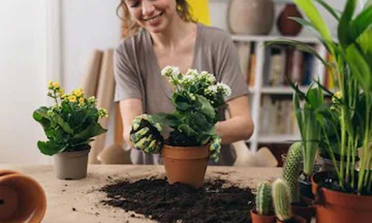 health news 6 plants will drive away stress from your life physical problems will also be away during the corona period pur