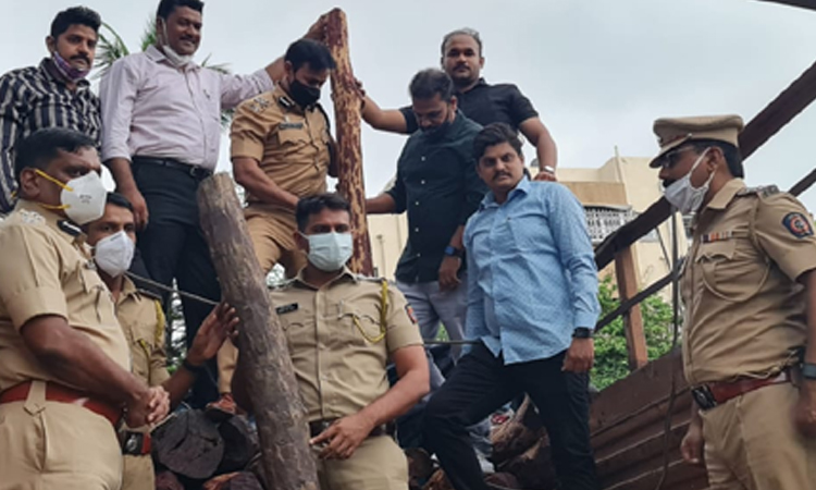 Pune: Stocks of sandalwood worth Rs 6 crore seized in Pimpri-Chinchwad